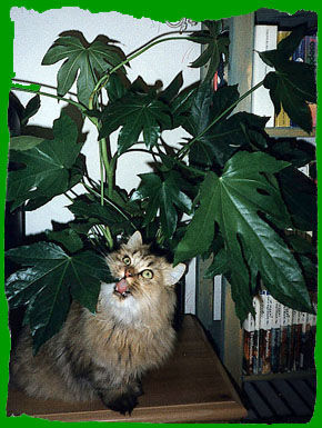 Jungle Cat 1